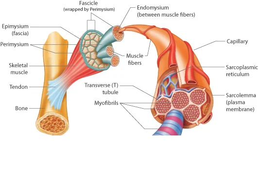 Organization of Skeletal Muscle